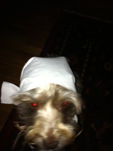 He's also my little devil-eyed babushka.